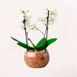 Orquideas