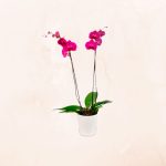 Orquidea Rosa de dos varas