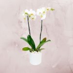 Orquidea de dos varas